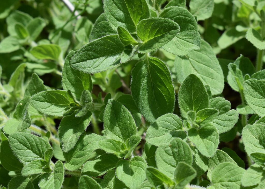oregano
