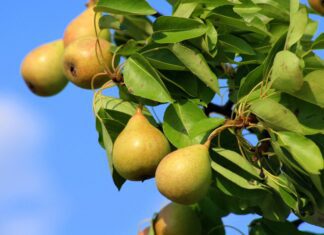 pears