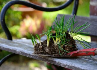 plants