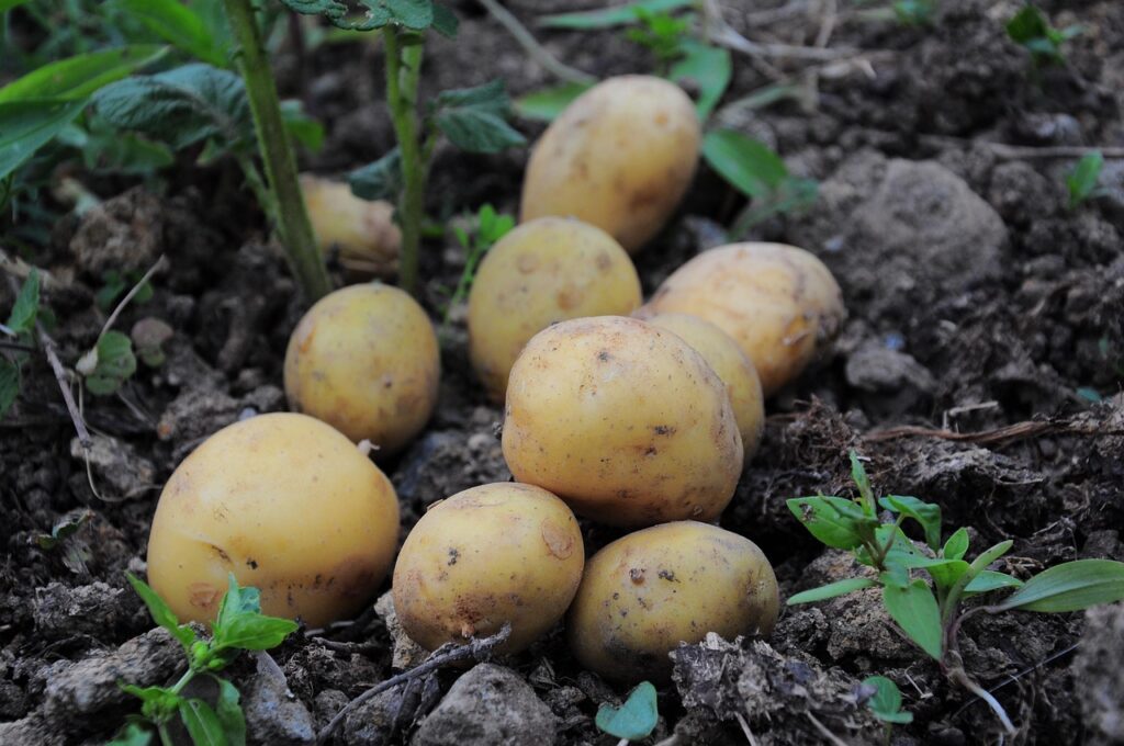 potatoes
