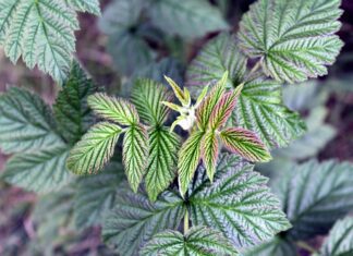 raspberry leaves