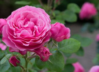 rose