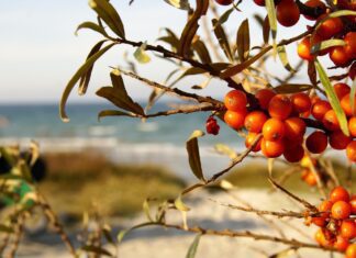 sea buckthorn