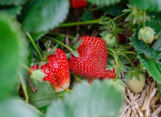 Chytré ovoce: Plody, které podporují paměť a zdraví mozku strawberries