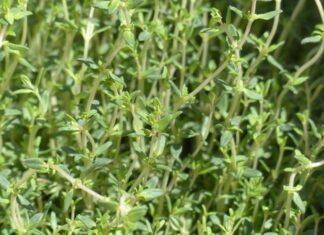 thyme