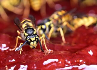 wasp