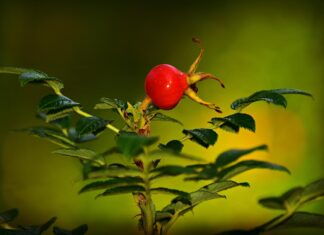 rose hip