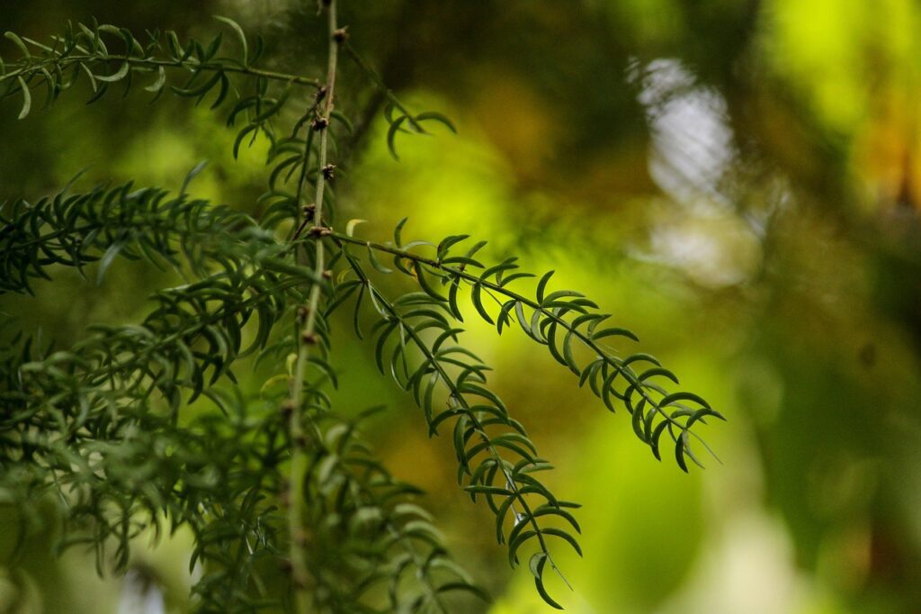 asparagus racemosus