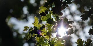 oak