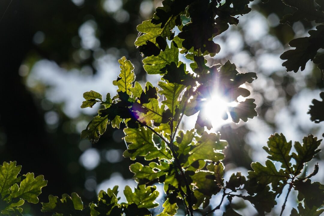 oak
