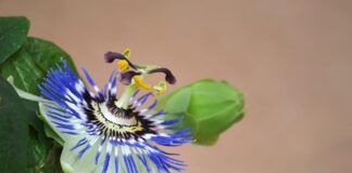 passion flower