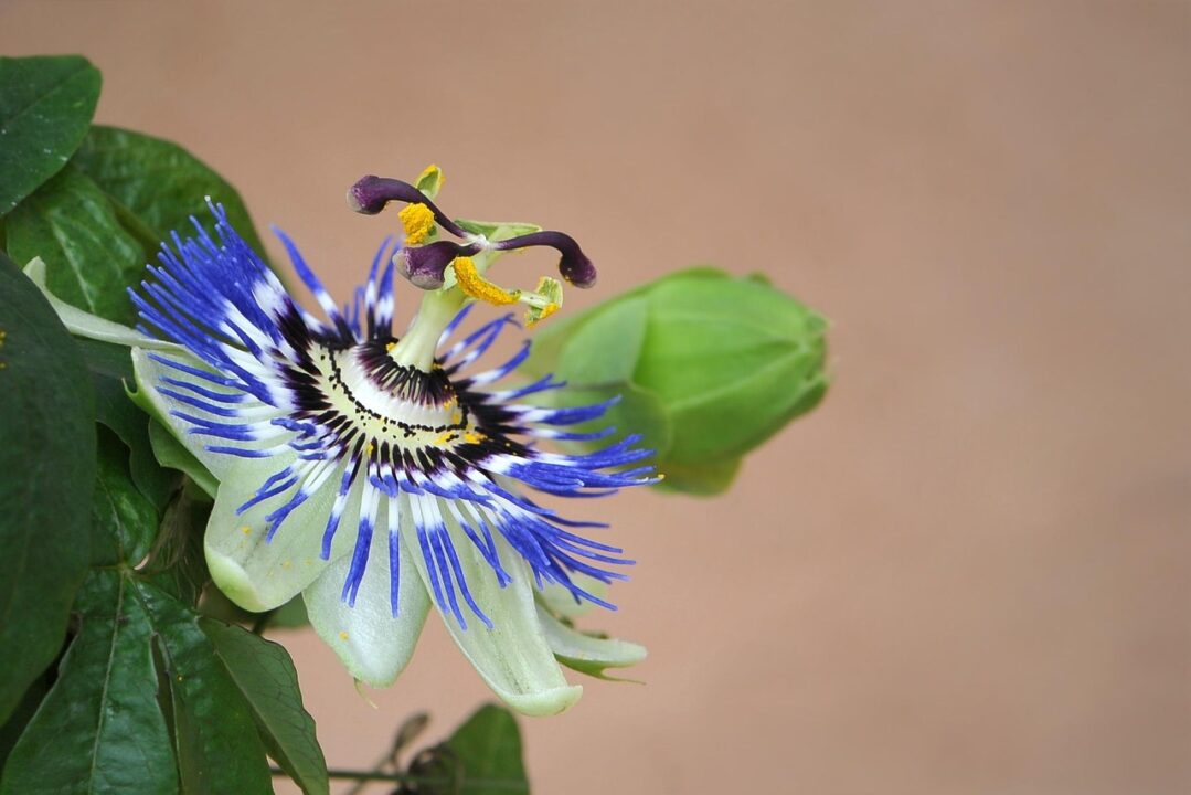 passion flower