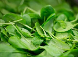 Špenát jako výživa pro krev, nervy a zrak: železo, kyselina listová a podpora sítnice spinach