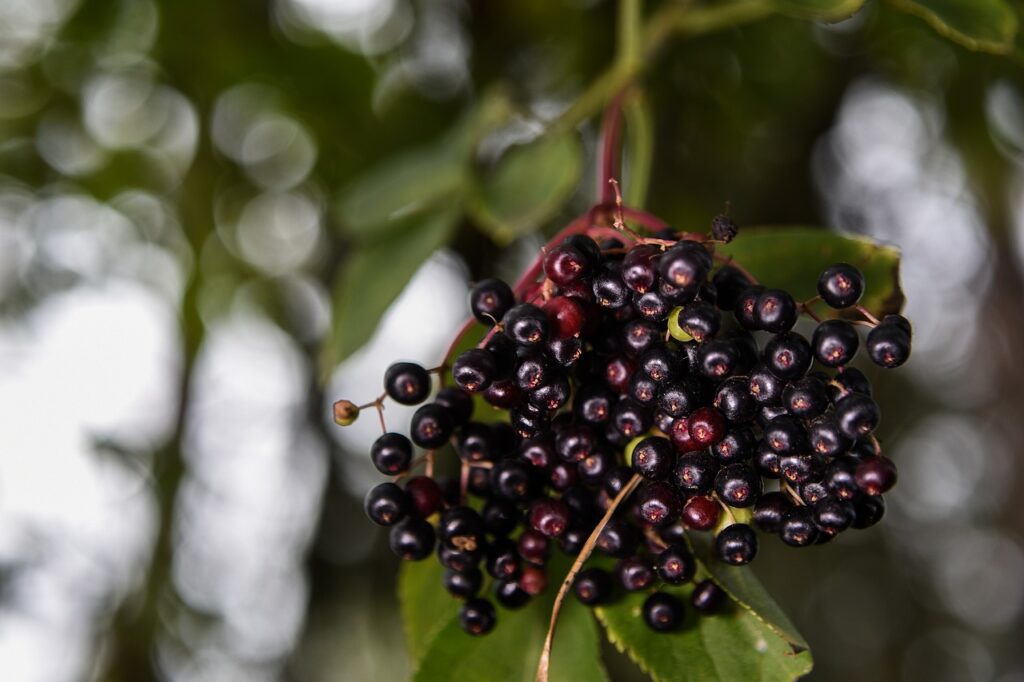 elderberry