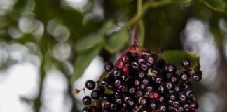 elderberry