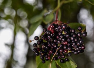 Neviditelný spouštěč nepohody: Jak zvládnout alergickou rýmu a ulevit tělu přírodní cestou elderberry