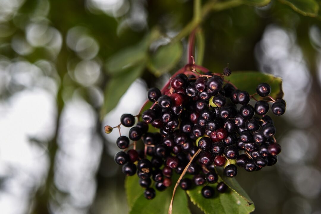elderberry
