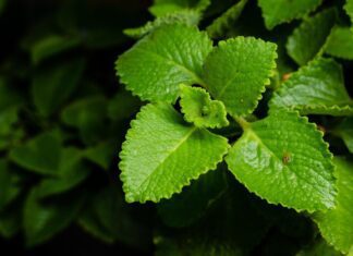 mexican mint