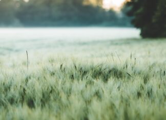 barley