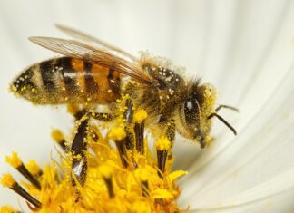 bee