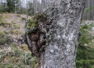 birch