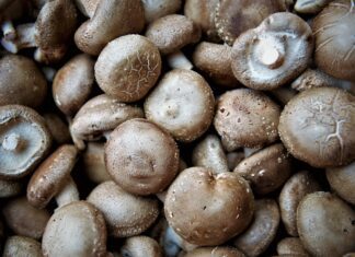 edible mushroom
