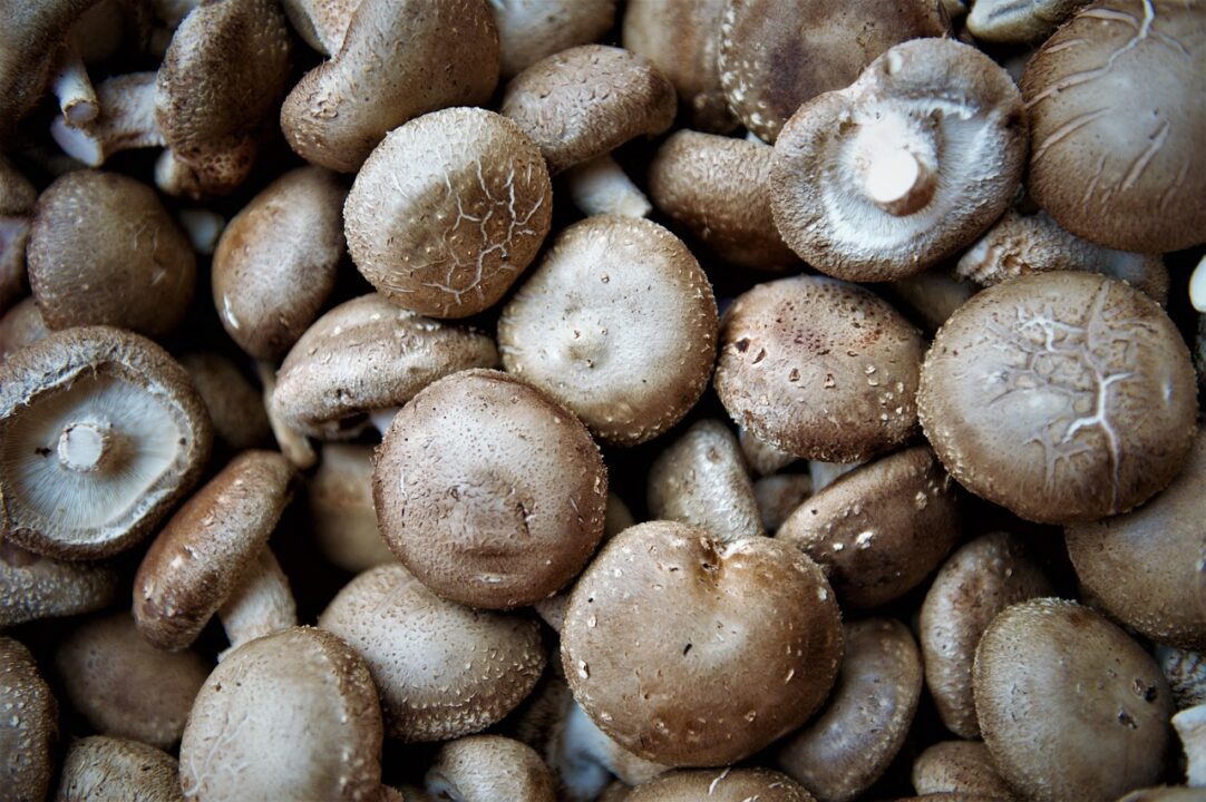 edible mushroom