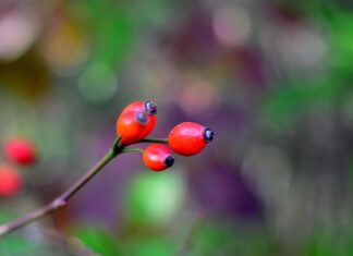 Jak si připravit sirup z šípků. Bohatý na vitamín C, antioxidanty a minerály fall
