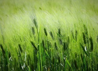 Mladý ječmen jako spojenec při cestě ke štíhlejší postavě field