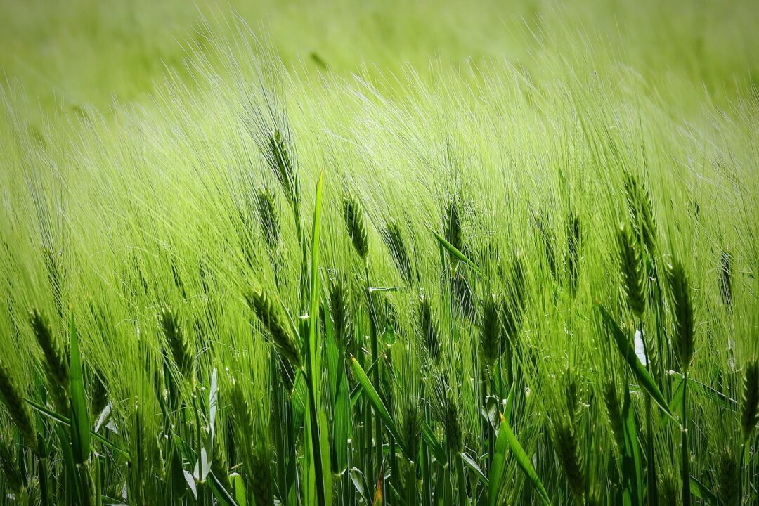 field