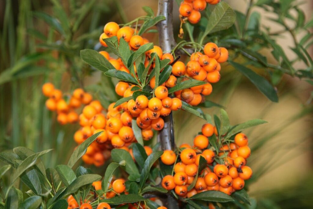 fruit