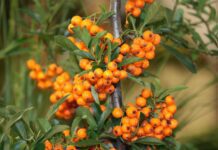 fruit