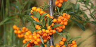 fruit