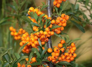 fruit