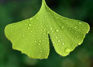 ginko