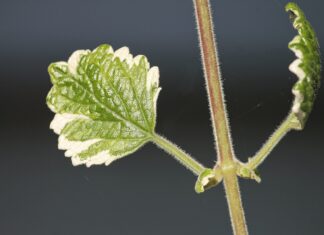 incense plant
