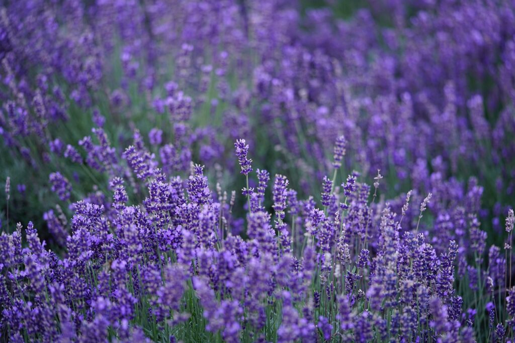 lavender