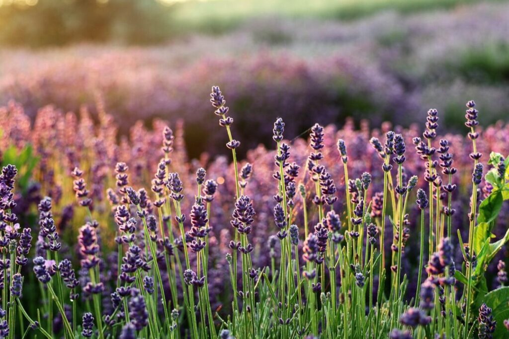 lavender