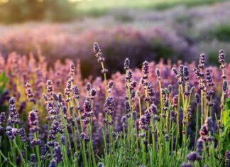 lavender