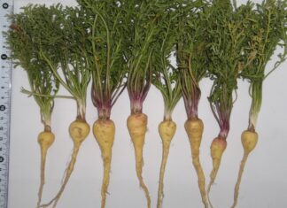 maca