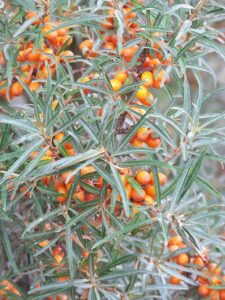 sea buckthorn