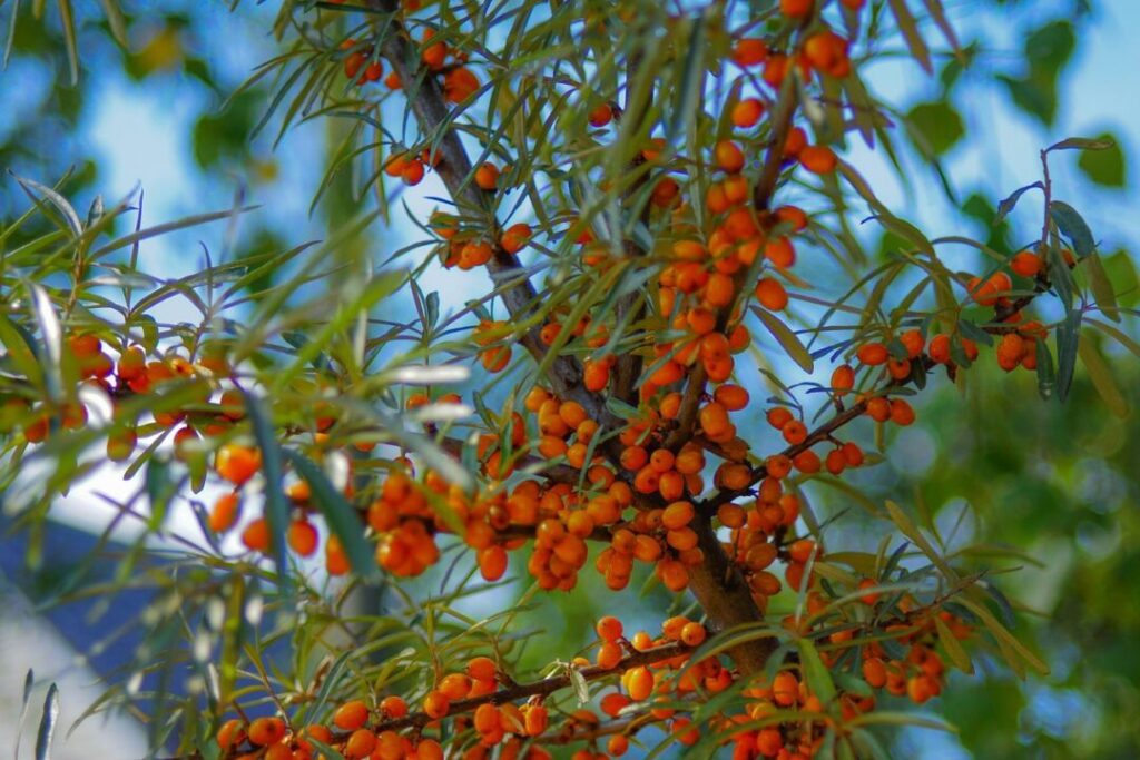 sea buckthorn