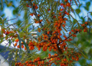 Oranžová vzpruha pro oslabené tělo: rakytník při nachlazení a rekonvalescenci sea buckthorn