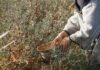 sea buckthorn