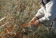sea buckthorn