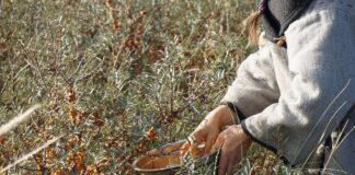 sea buckthorn