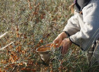 sea buckthorn