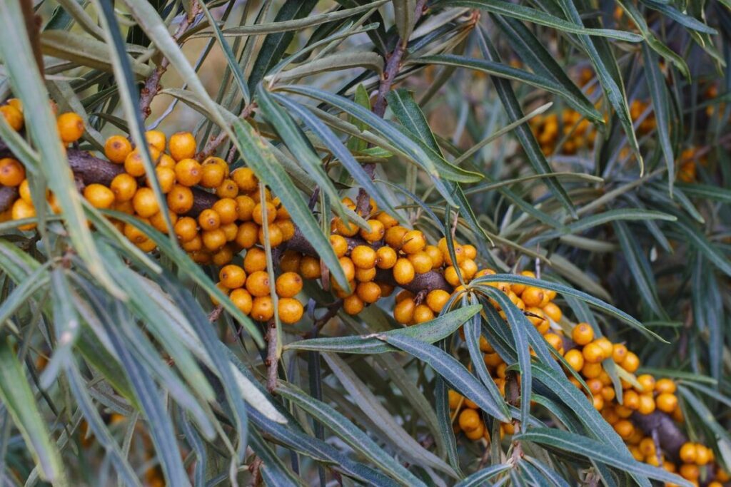 sea buckthorn