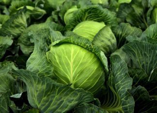 Klíč ke zdravému střevu a silné imunitě cabbage