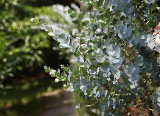 Když se v zimě těžko dýchá: eukalyptus jako silný spojenec pro volné plíce eucalyptus